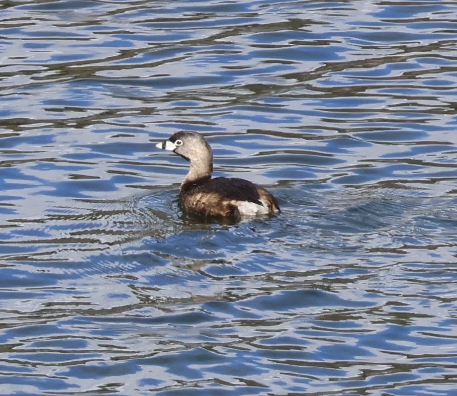 Pied-billed Grebe - ML616432067