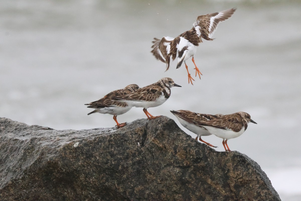 Ruddy Turnstone - Tracey Chan