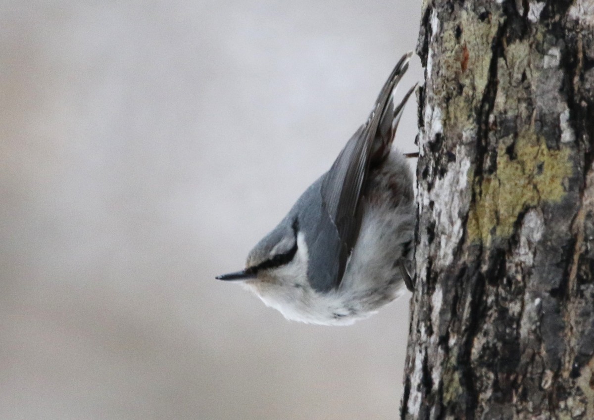 Eurasian Nuthatch (White-bellied) - ML616432084