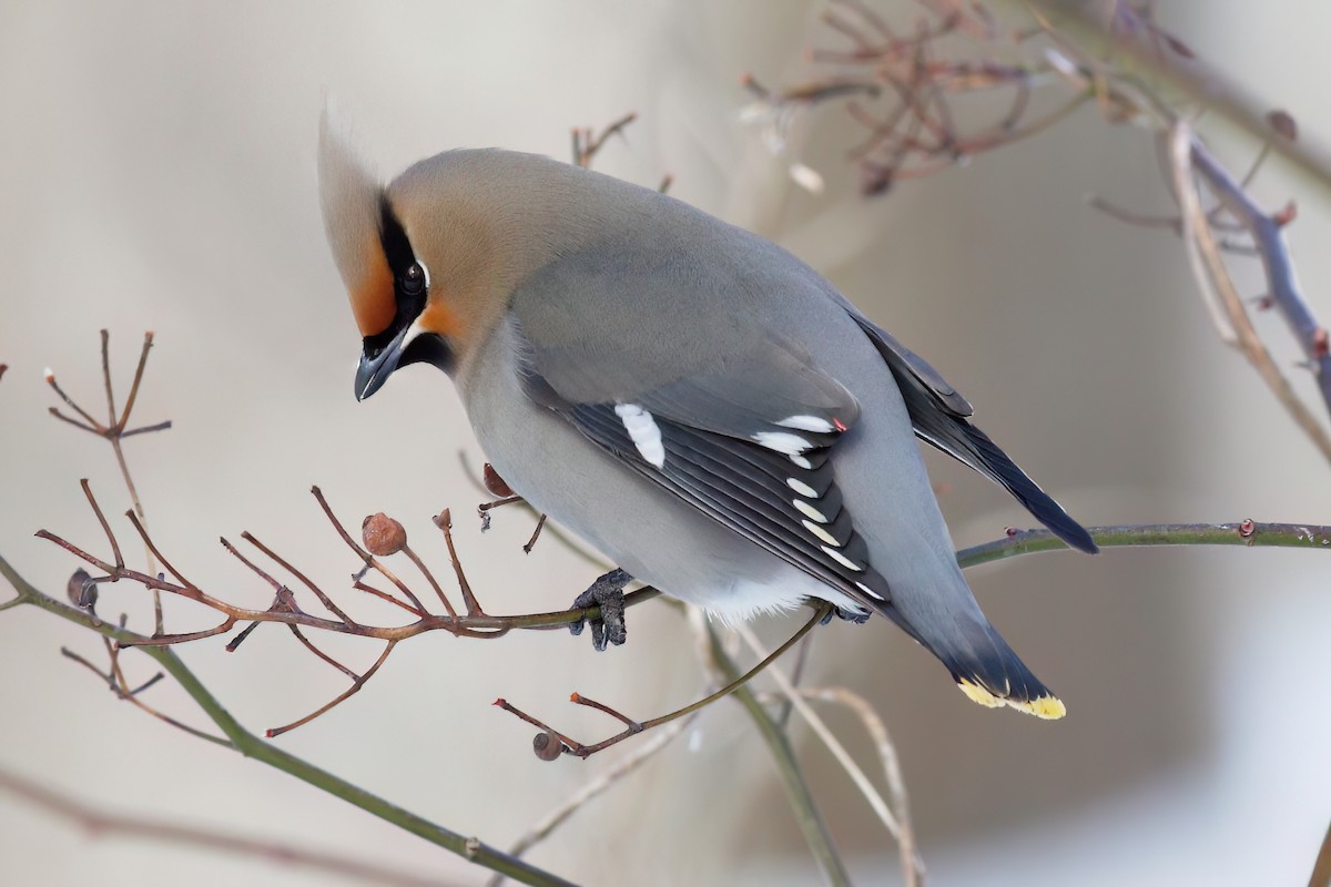 Bohemian Waxwing - ML616432085