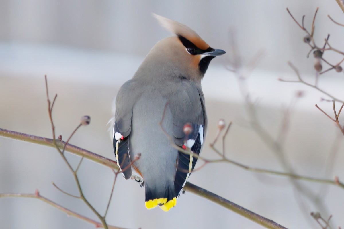 Bohemian Waxwing - ML616432095