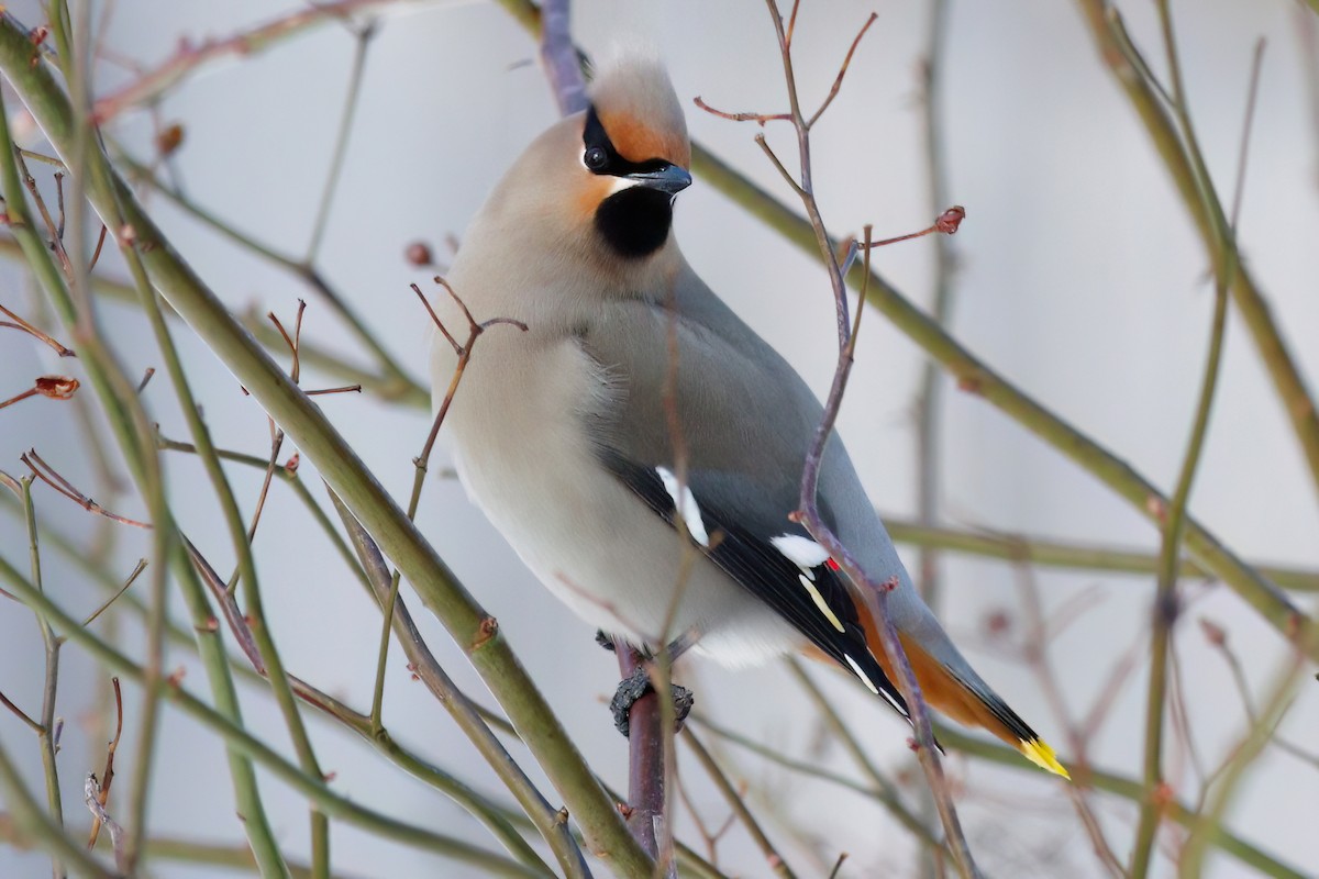 Bohemian Waxwing - ML616432101