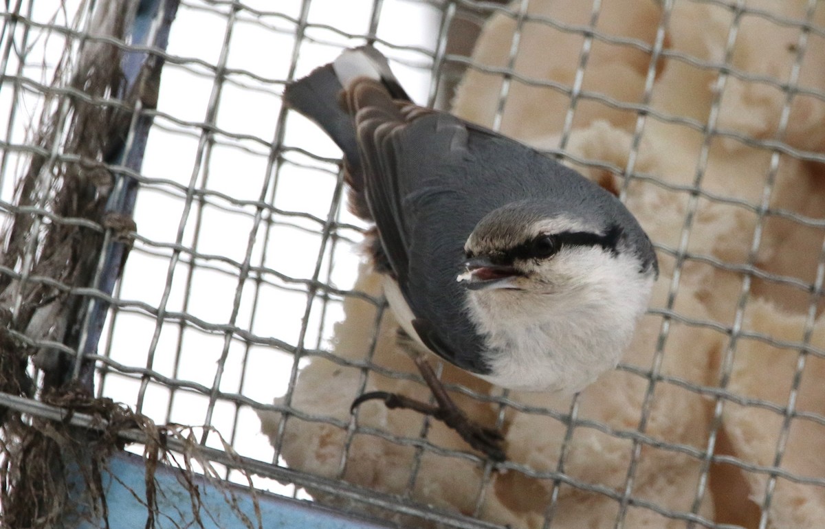 Eurasian Nuthatch (White-bellied) - ML616432105