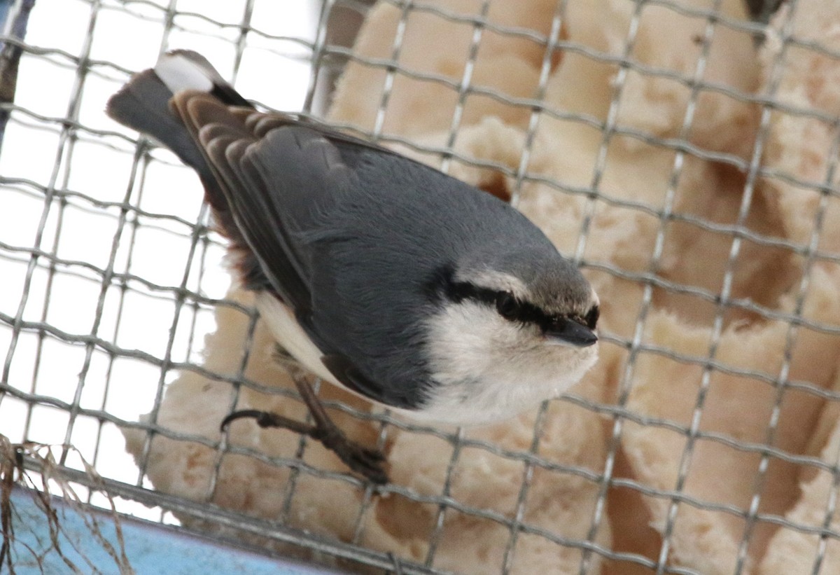 Eurasian Nuthatch (White-bellied) - ML616432107