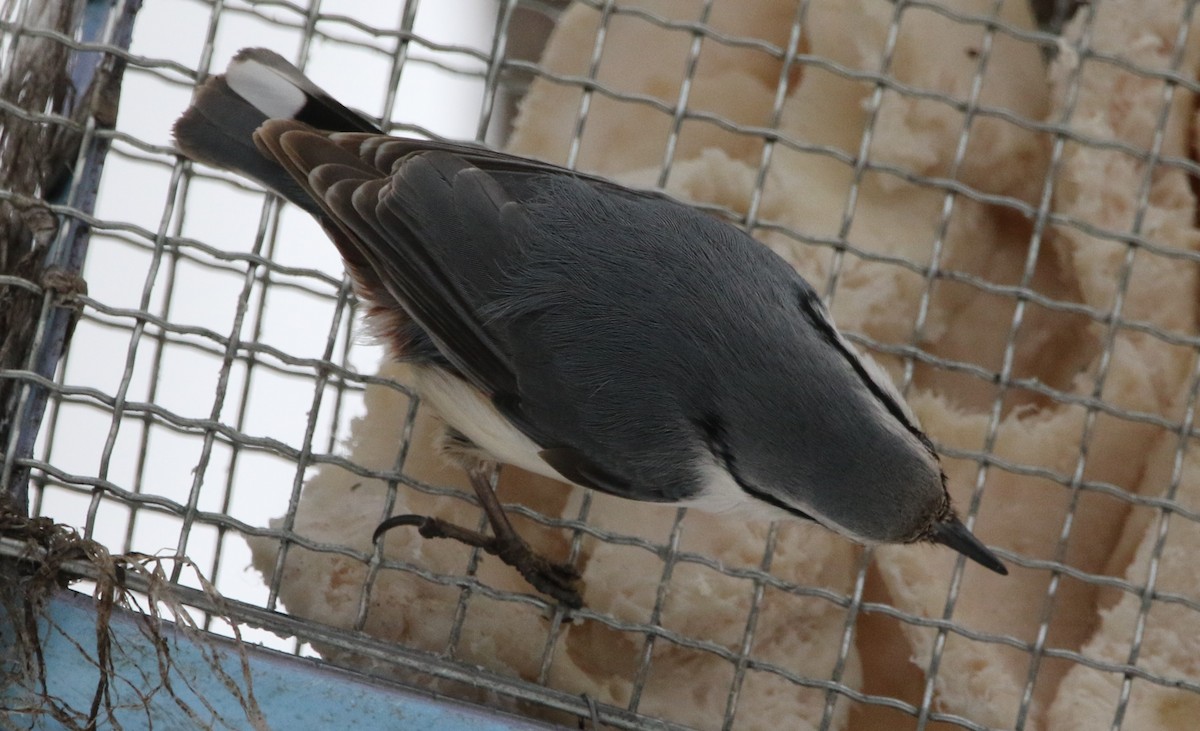 Eurasian Nuthatch (White-bellied) - ML616432109