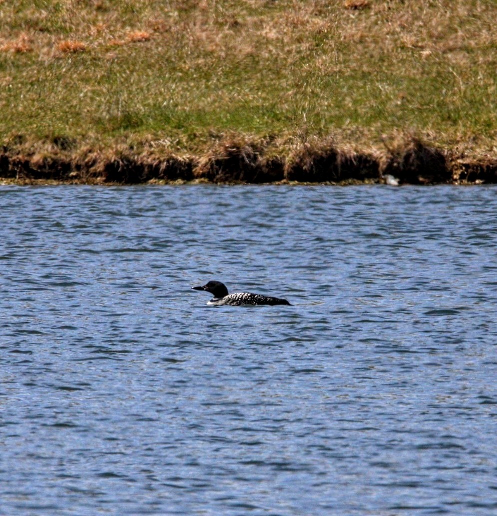 Common Loon - ML616432194