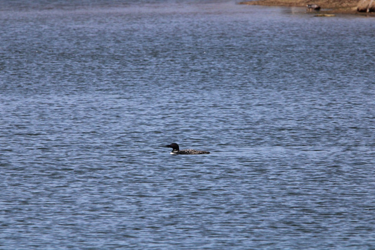 Common Loon - ML616432195