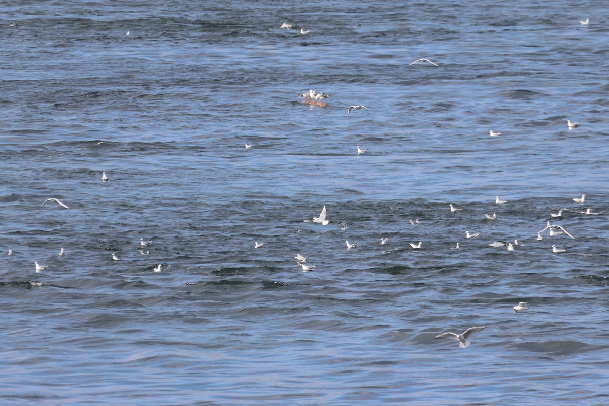 Bonaparte's Gull - ML616432215