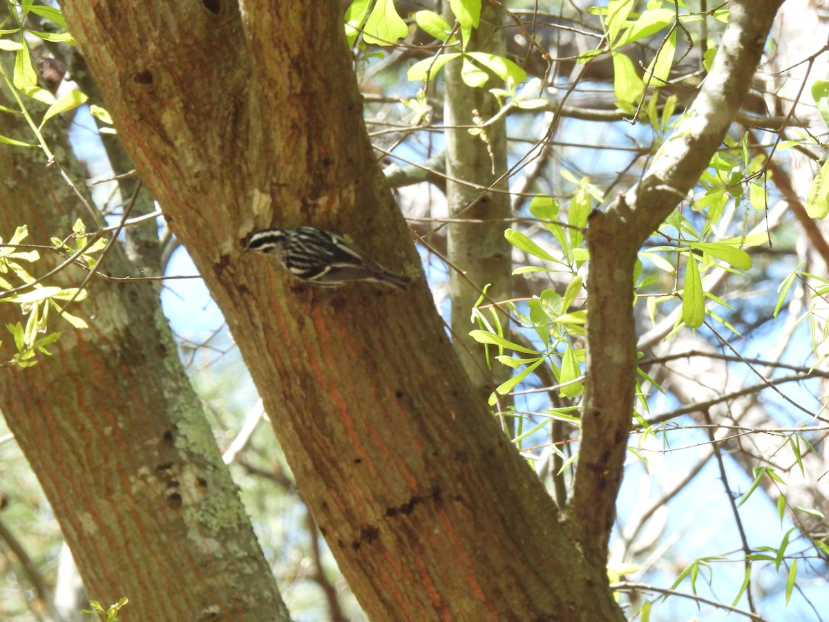 Black-and-white Warbler - ML616432217