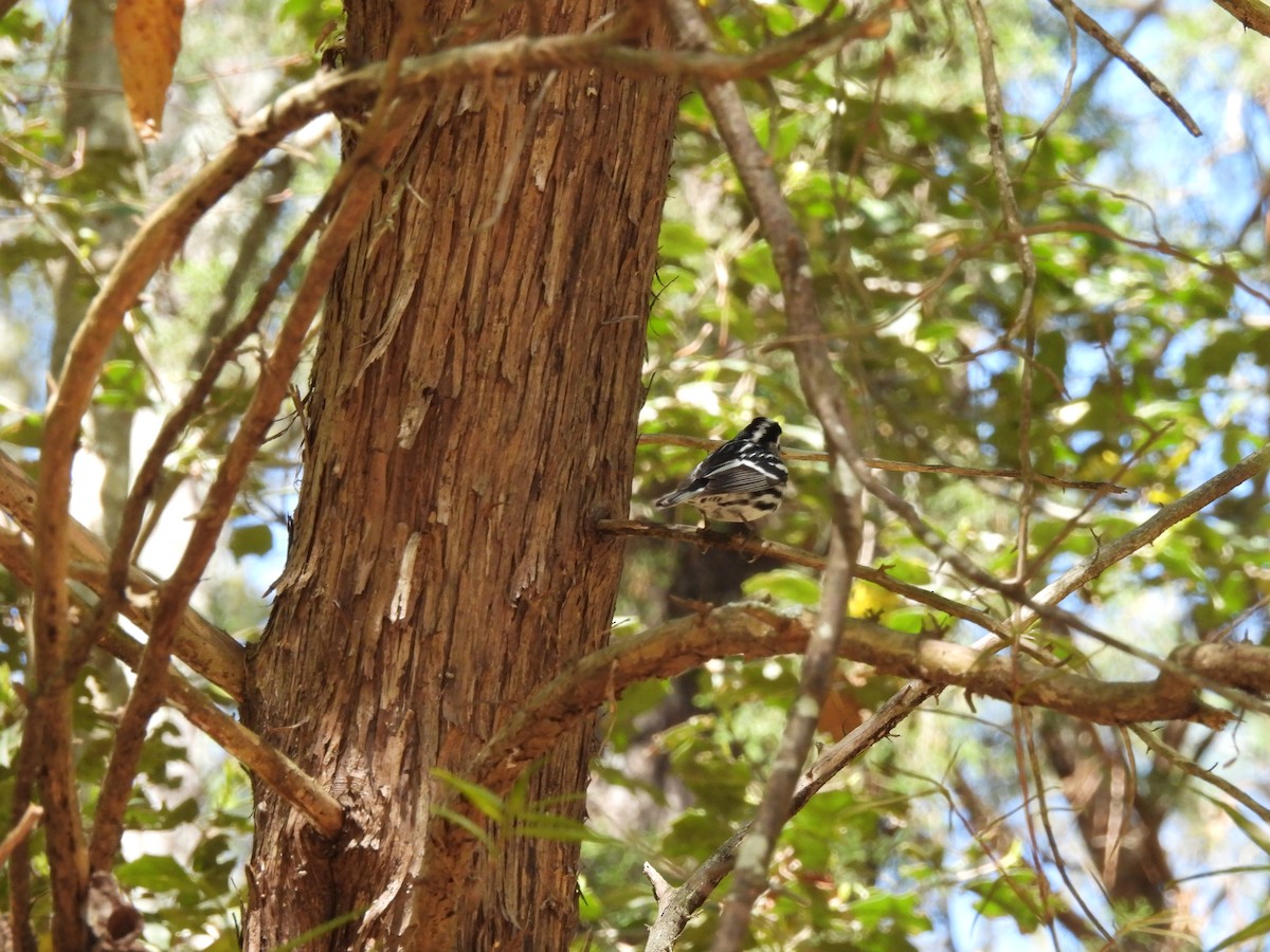 Black-and-white Warbler - ML616432218