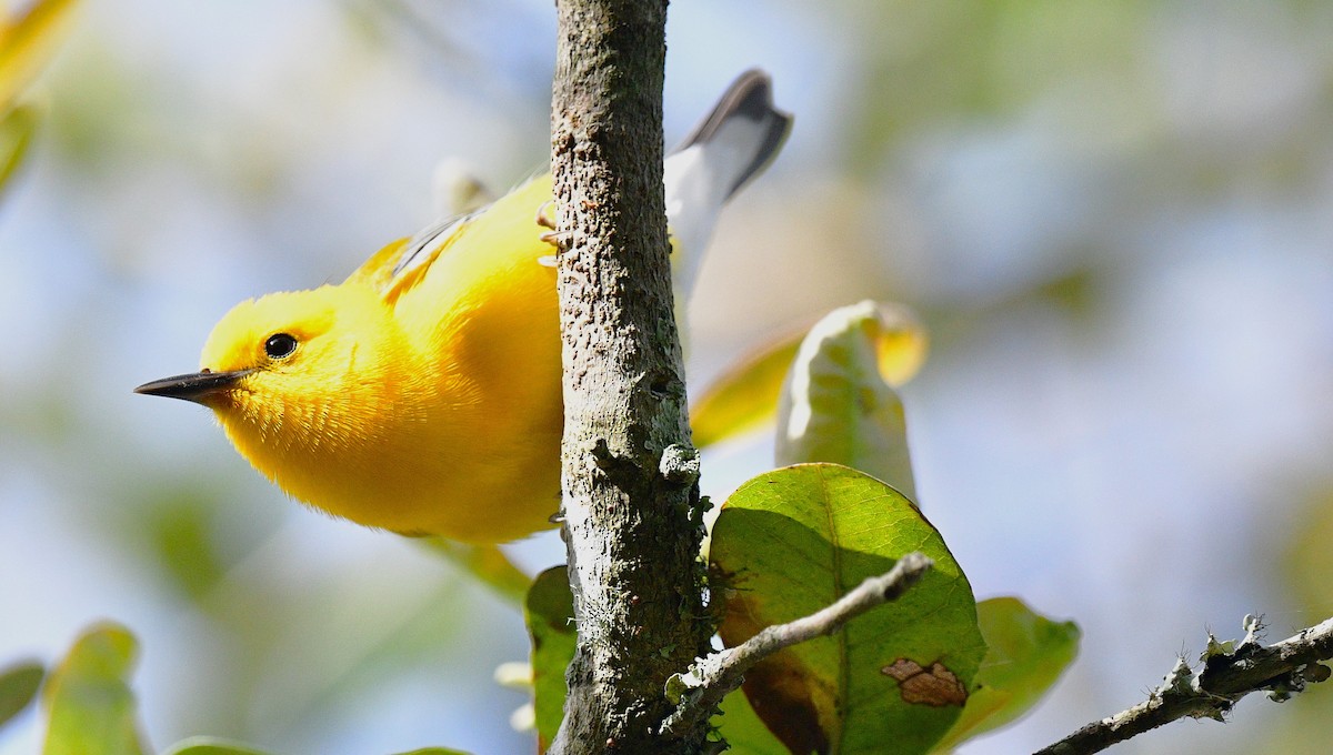 Prothonotary Warbler - ML616432224