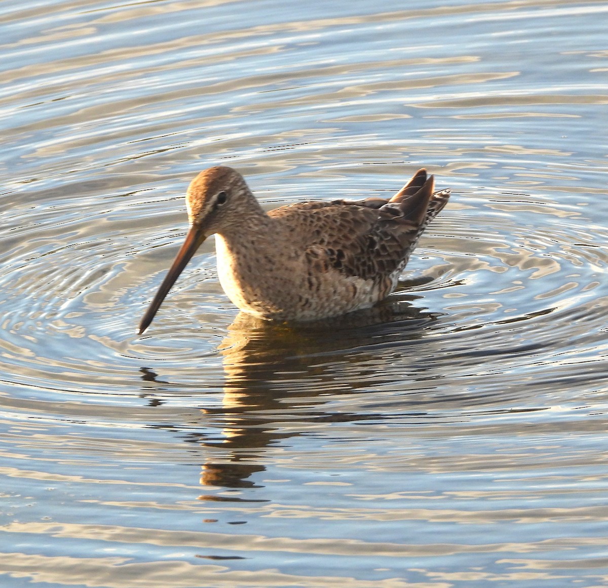Long-billed Dowitcher - ML616432229