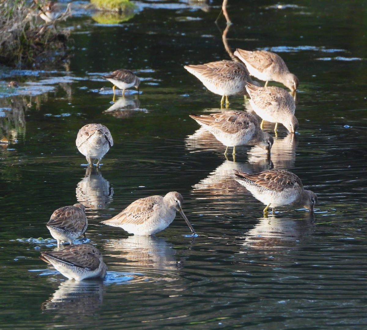 Long-billed Dowitcher - ML616432230