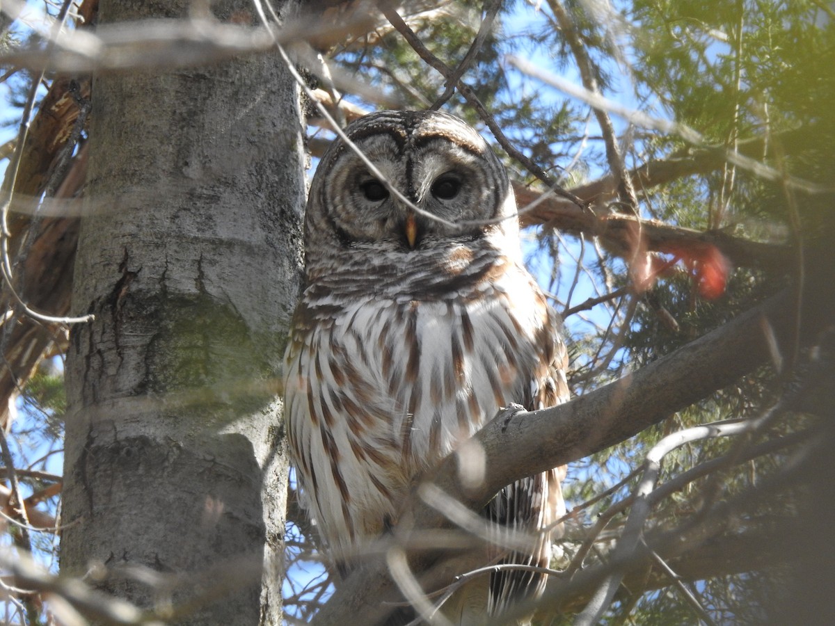 Barred Owl - ML616432237