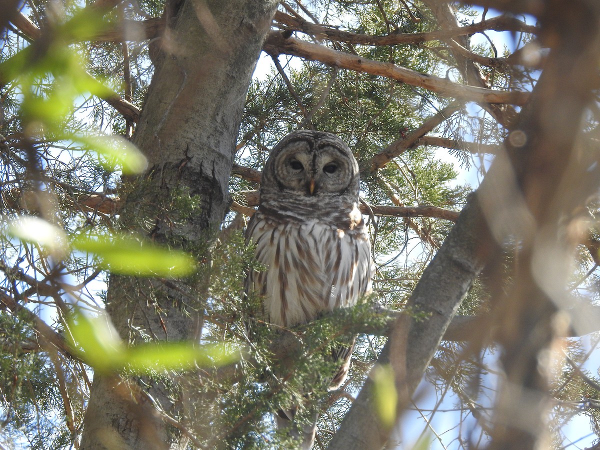 Barred Owl - ML616432238