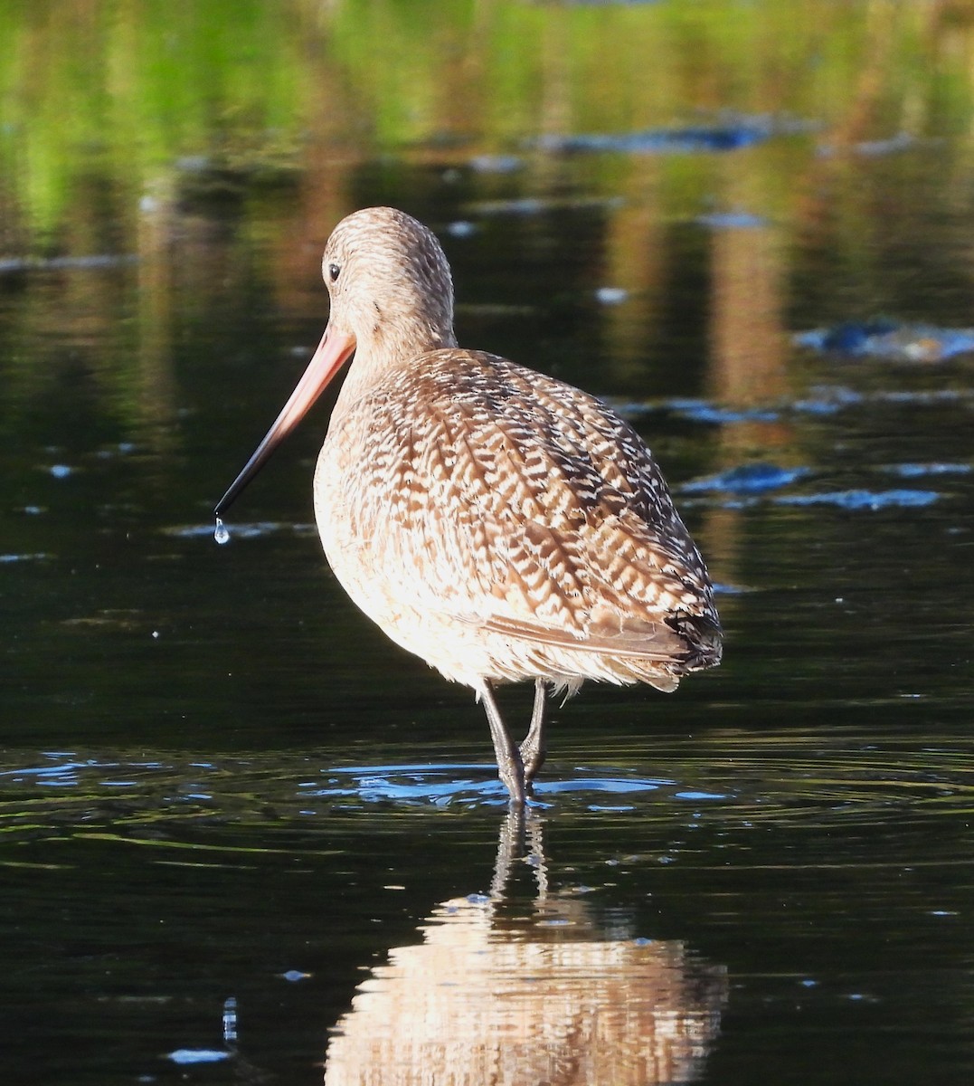 Marbled Godwit - ML616432240