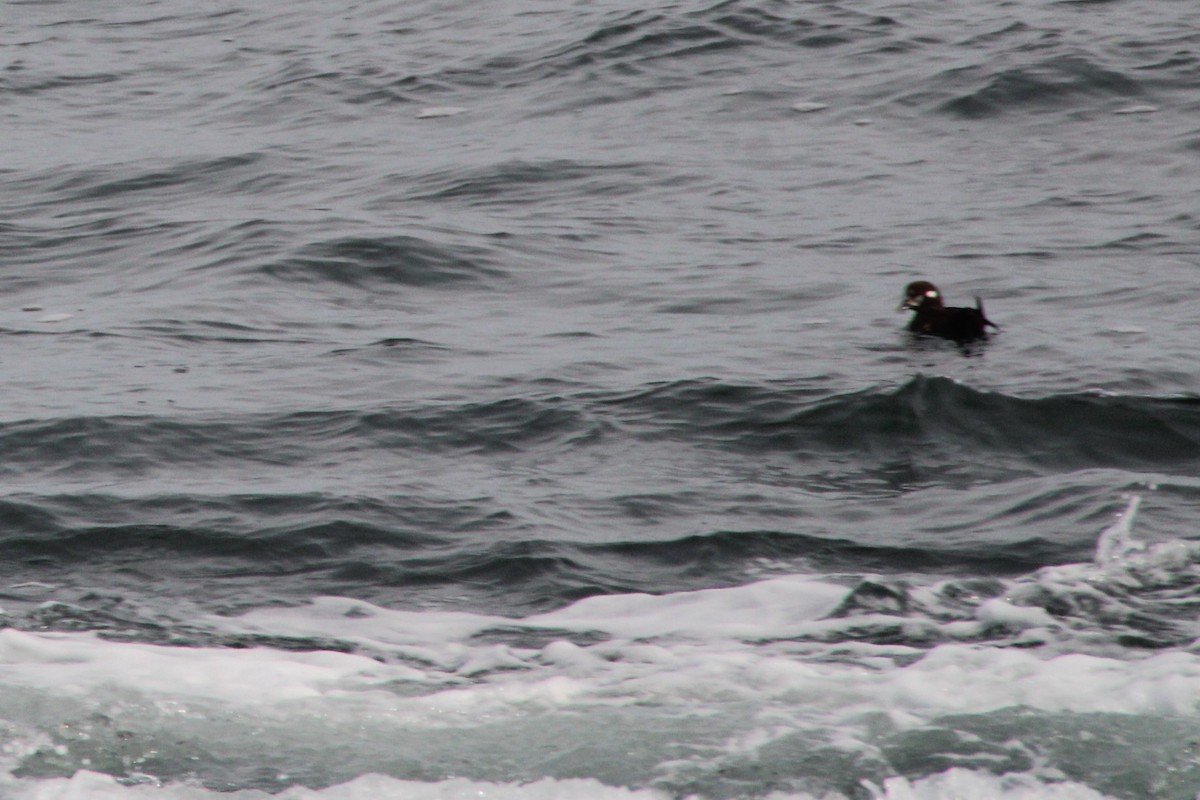 Harlequin Duck - ML616432250