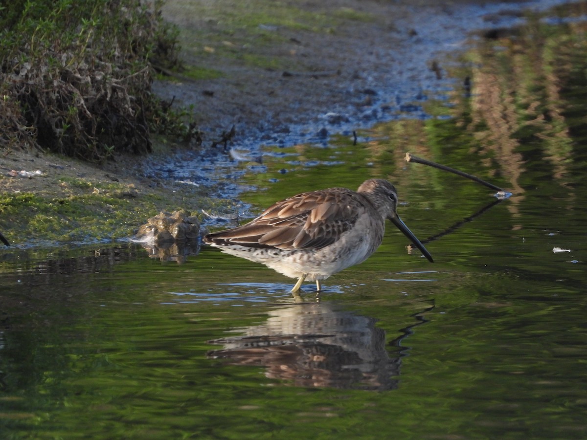 Long-billed Dowitcher - ML616432257
