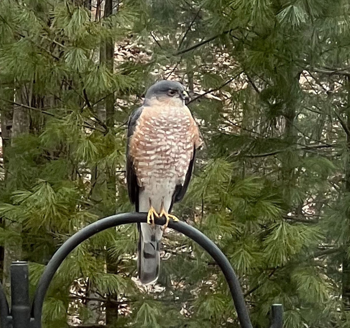 Sharp-shinned Hawk - ML616432259