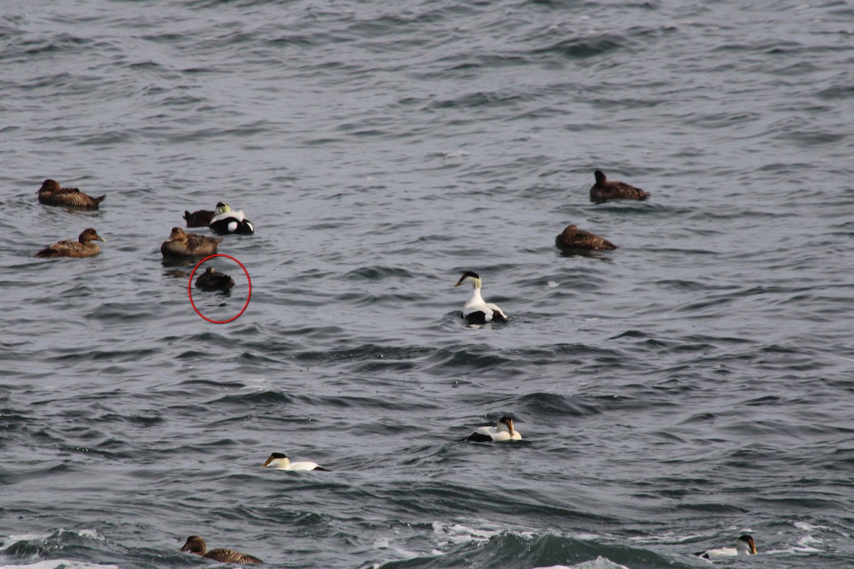 Harlequin Duck - ML616432262