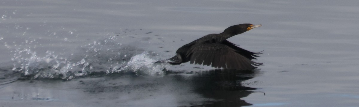 Cormoran à aigrettes - ML616432265