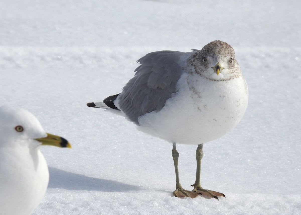 Ring-billed Gull - ML616432326