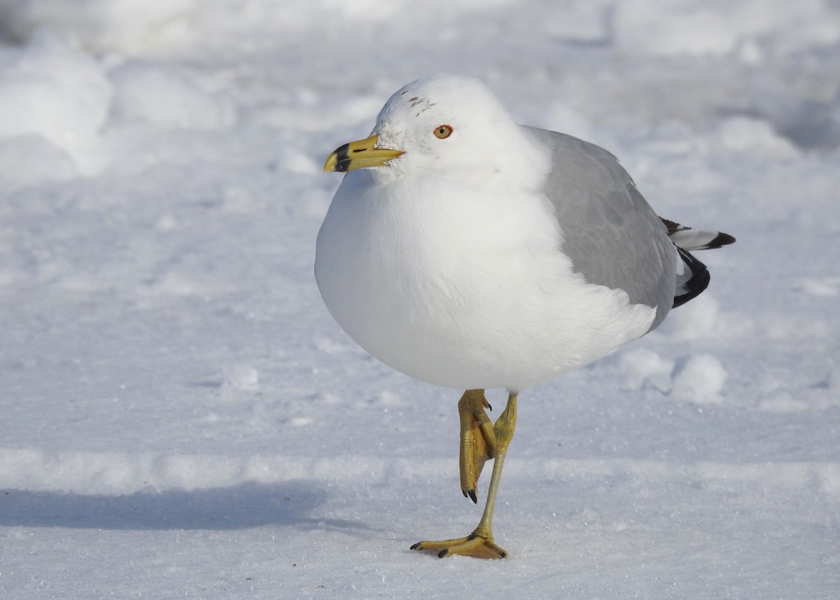 Ring-billed Gull - ML616432331