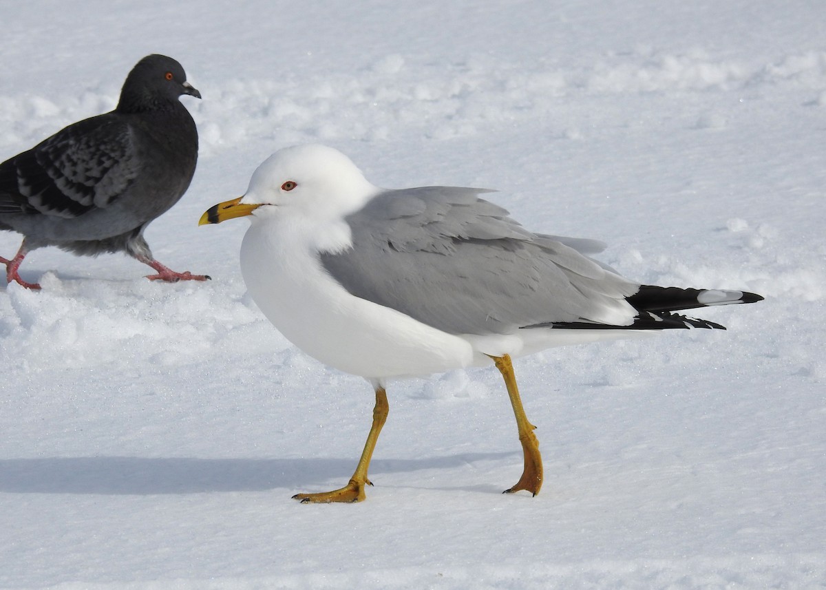 Ring-billed Gull - ML616432333