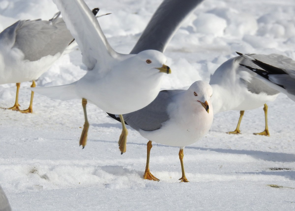 Ring-billed Gull - ML616432340