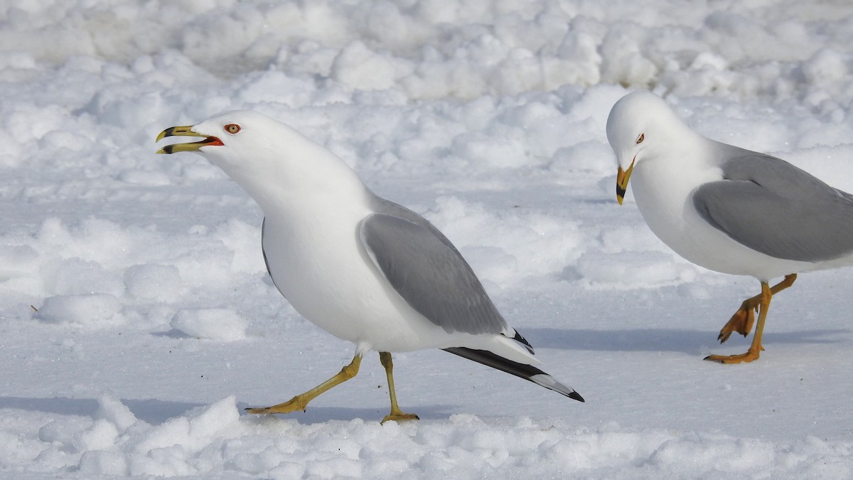 Ring-billed Gull - ML616432342