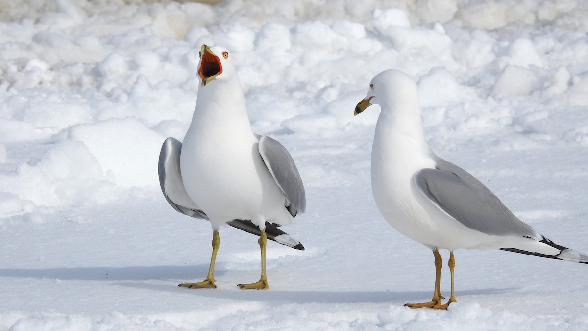 Ring-billed Gull - ML616432344