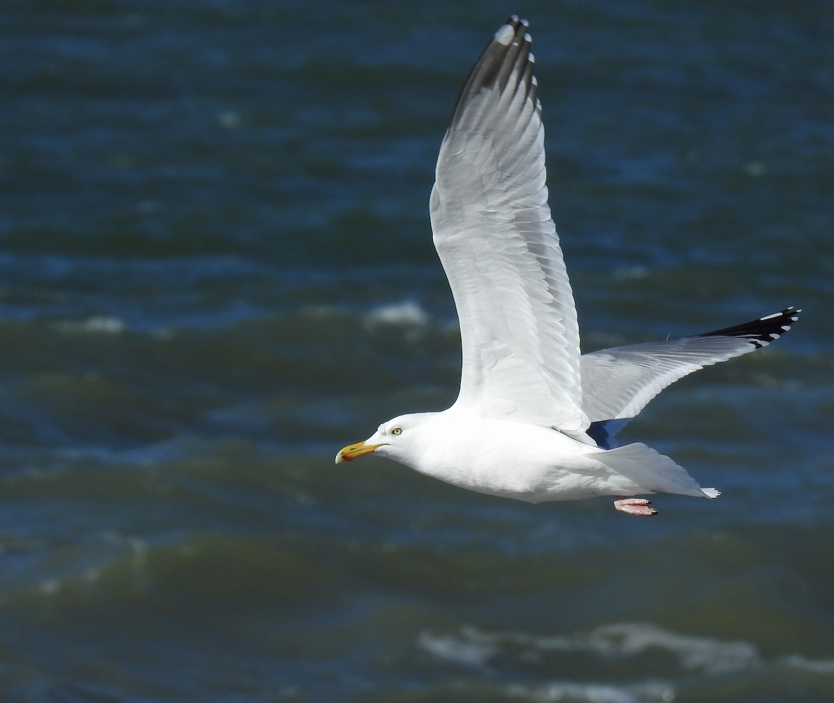 American Herring Gull - Jules-Alex Banville