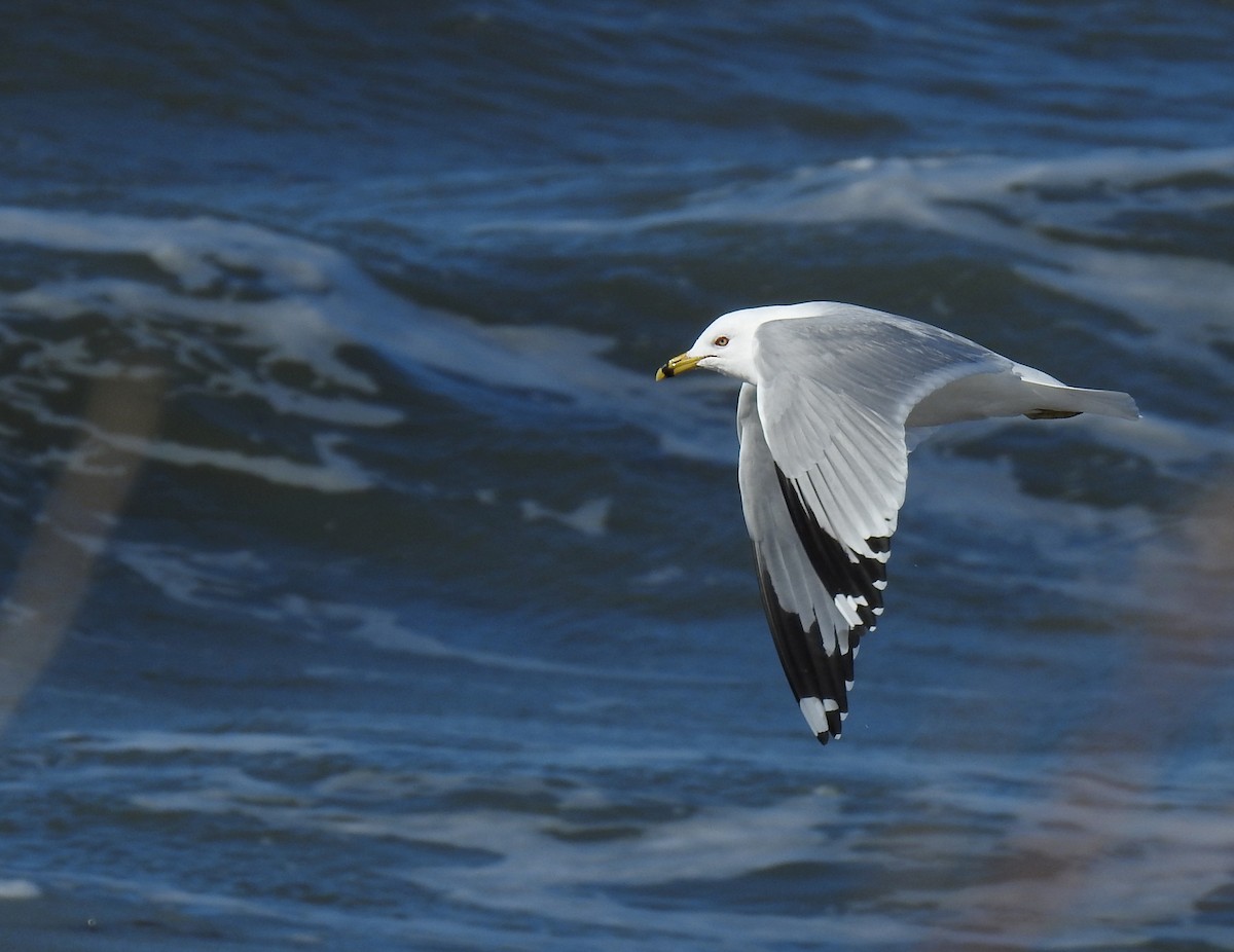 Ring-billed Gull - Jules-Alex Banville