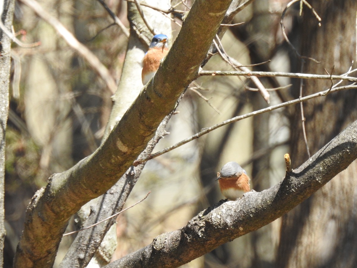 Eastern Bluebird - ML616432385