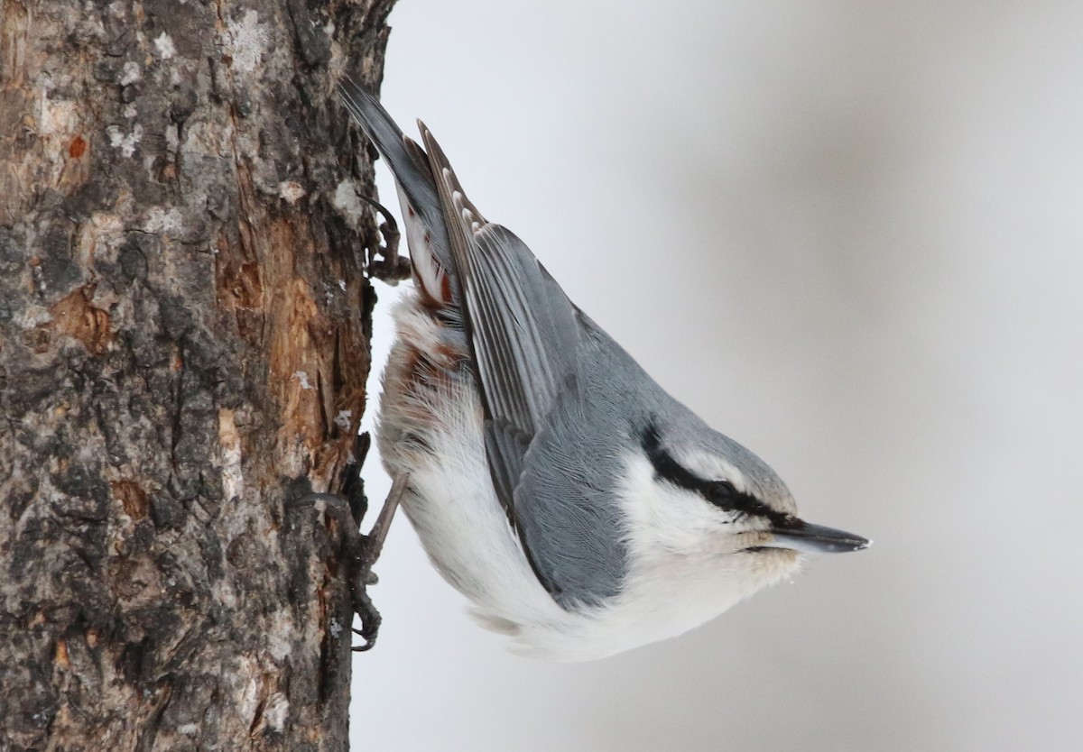 Eurasian Nuthatch (White-bellied) - ML616432424