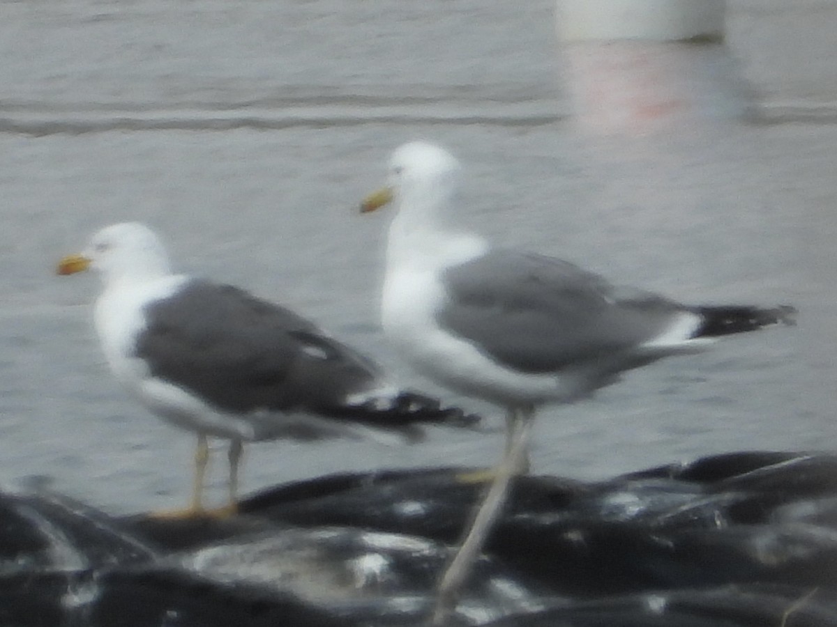 Lesser Black-backed Gull - ML616432435