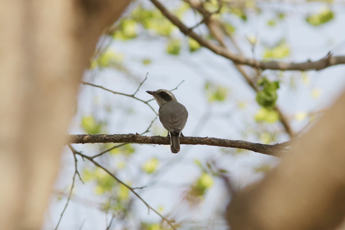 Common Woodshrike - ML616432446