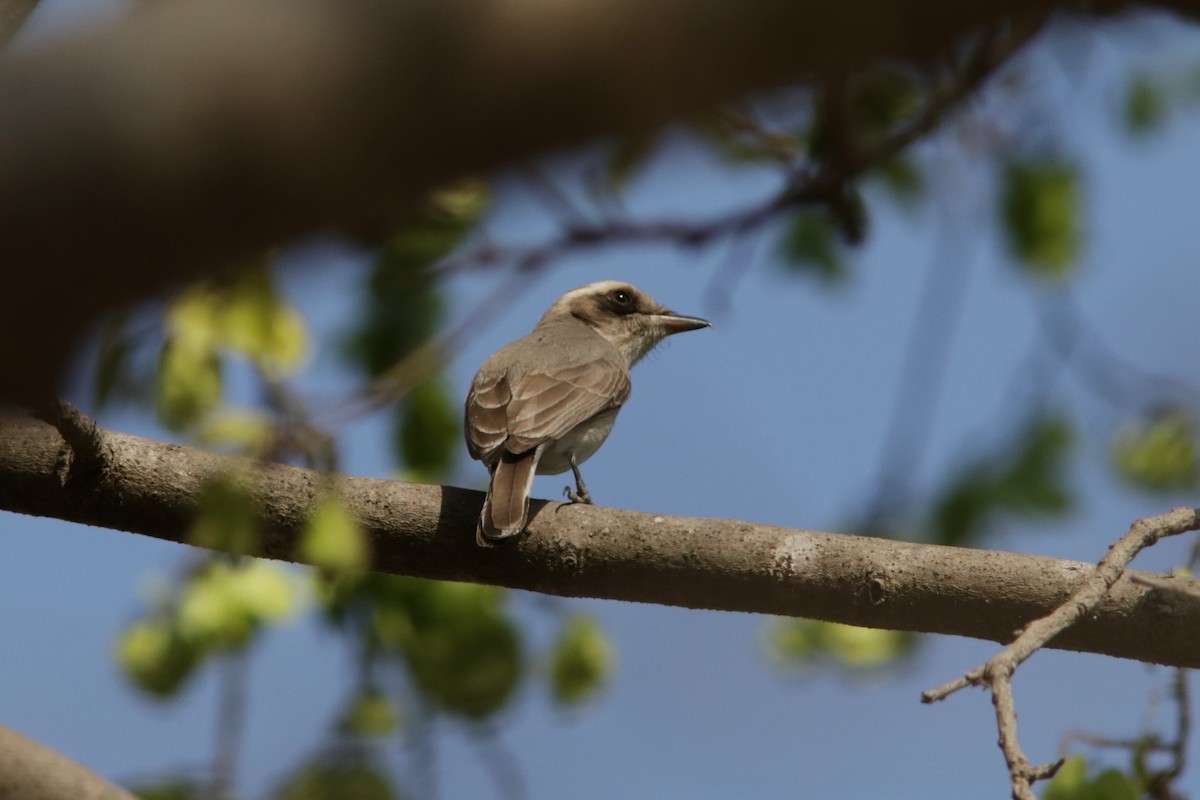 Common Woodshrike - ML616432447