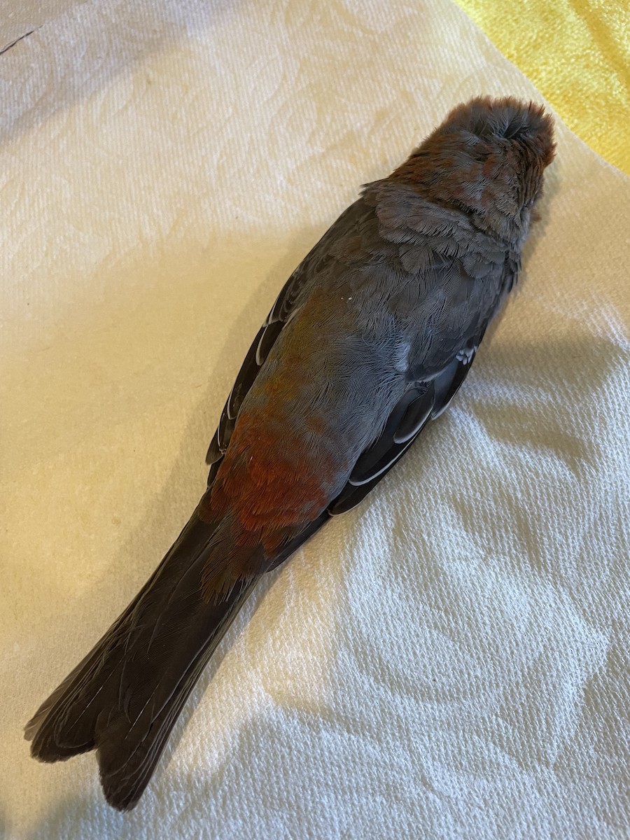 Pine Grosbeak - ML616432591