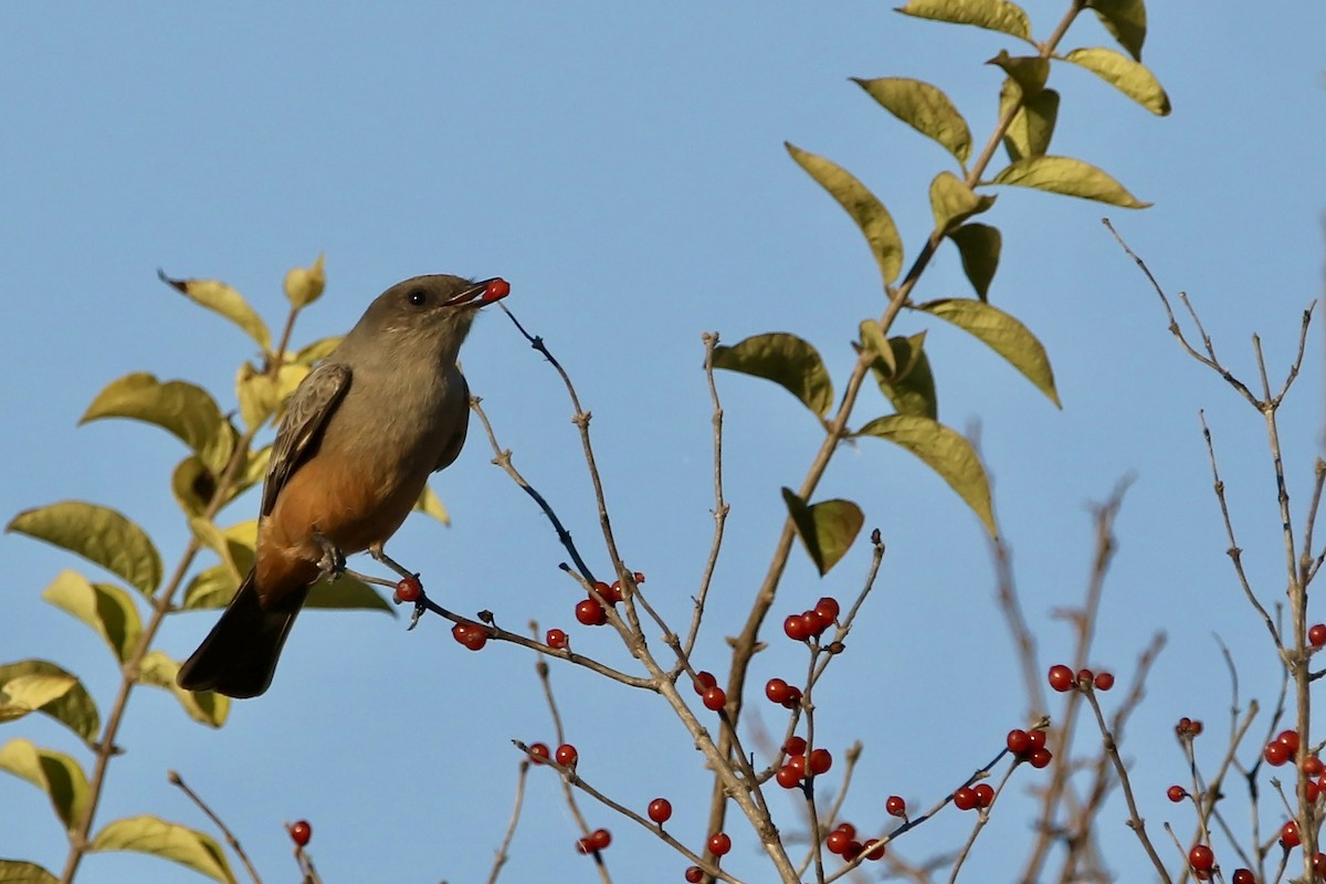 Say's Phoebe - ML616432613