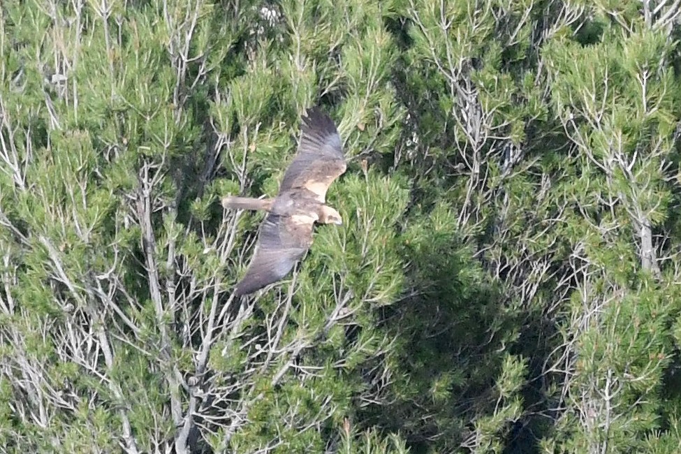 Western Marsh Harrier - Juan José  Bazan Hiraldo