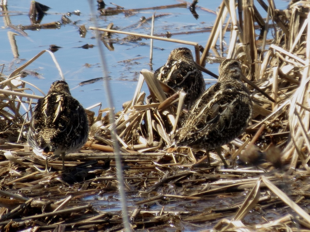 Wilson's Snipe - Michael Rosengarten