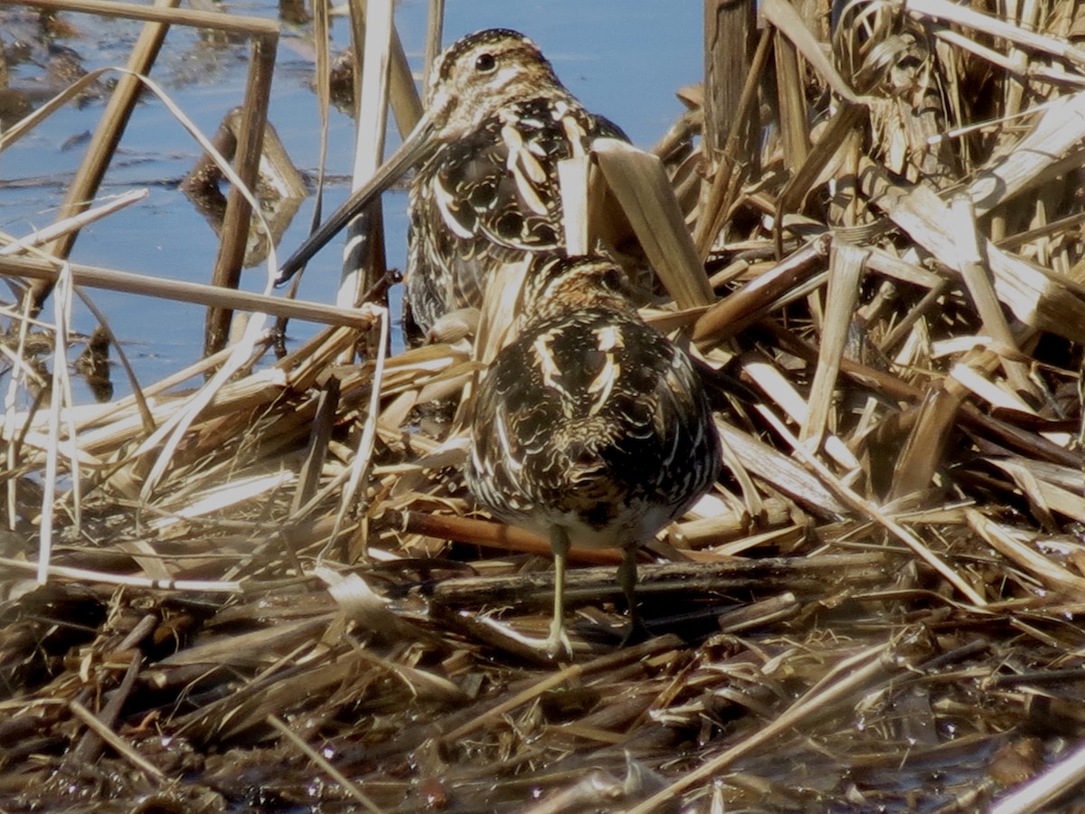 Wilson's Snipe - Michael Rosengarten