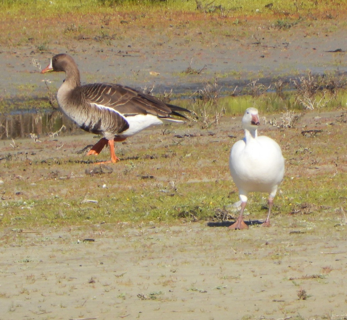 Greater White-fronted Goose - ML616432667