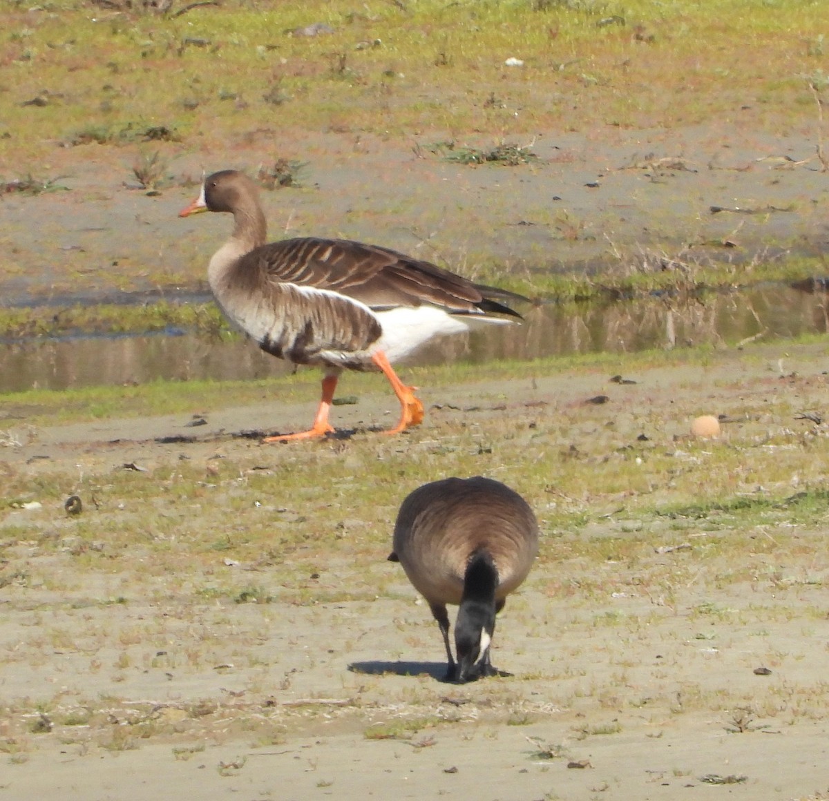 Greater White-fronted Goose - ML616432668