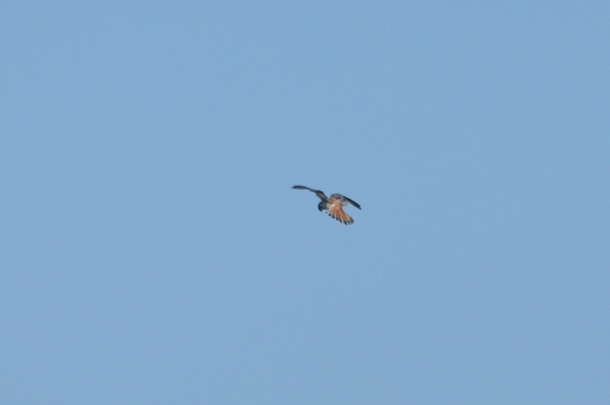 American Kestrel - ML616432737