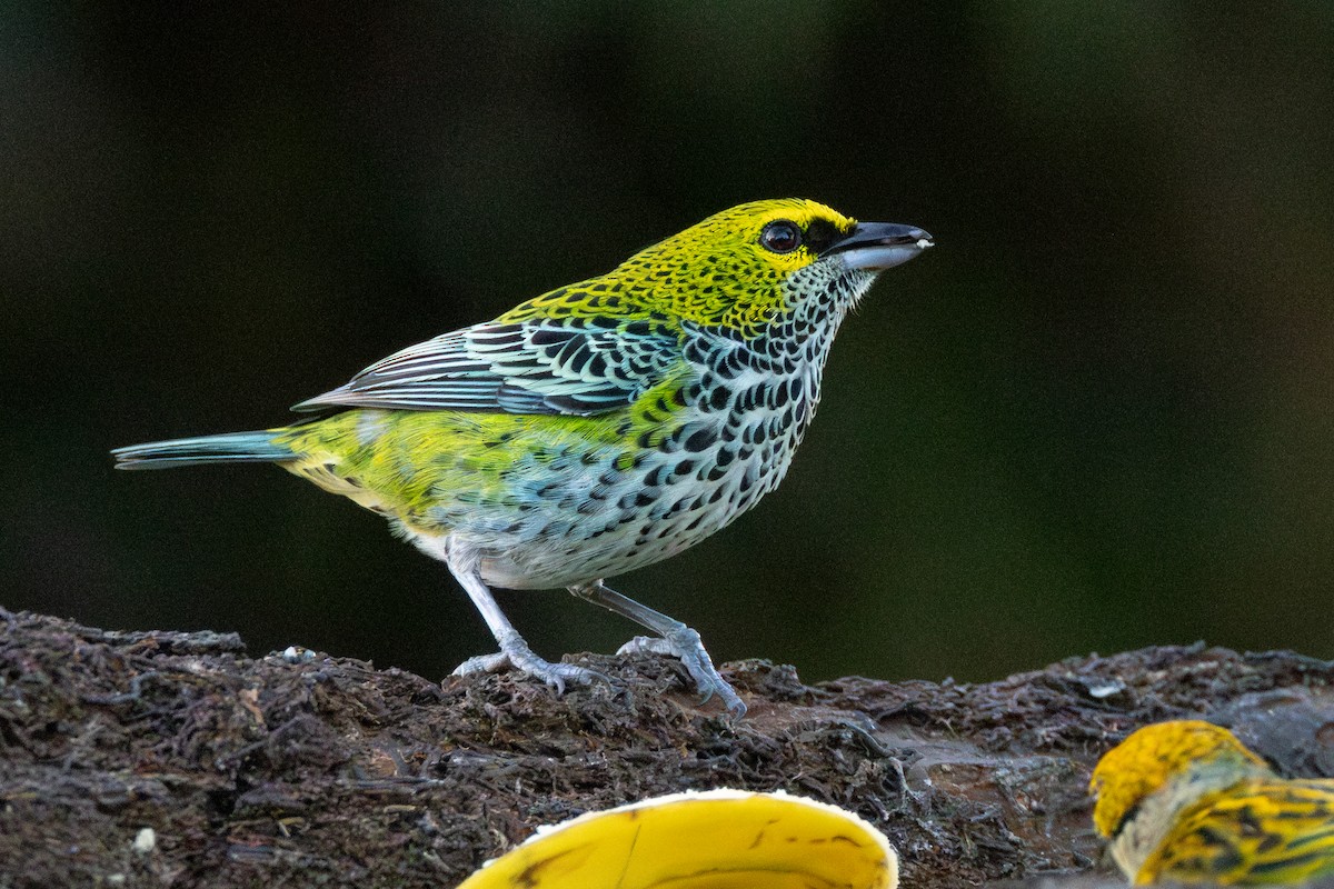Speckled Tanager - ML616432742