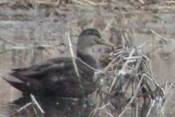 American Black Duck - ML616432780