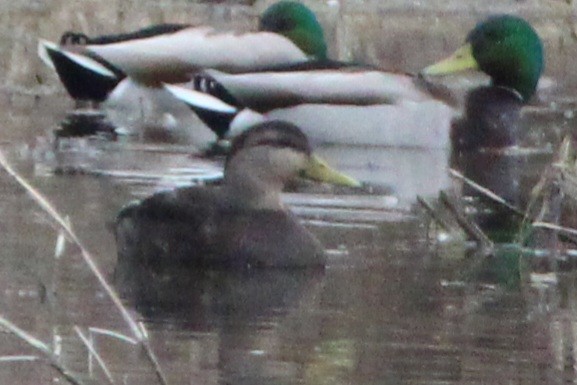 American Black Duck - ML616432782