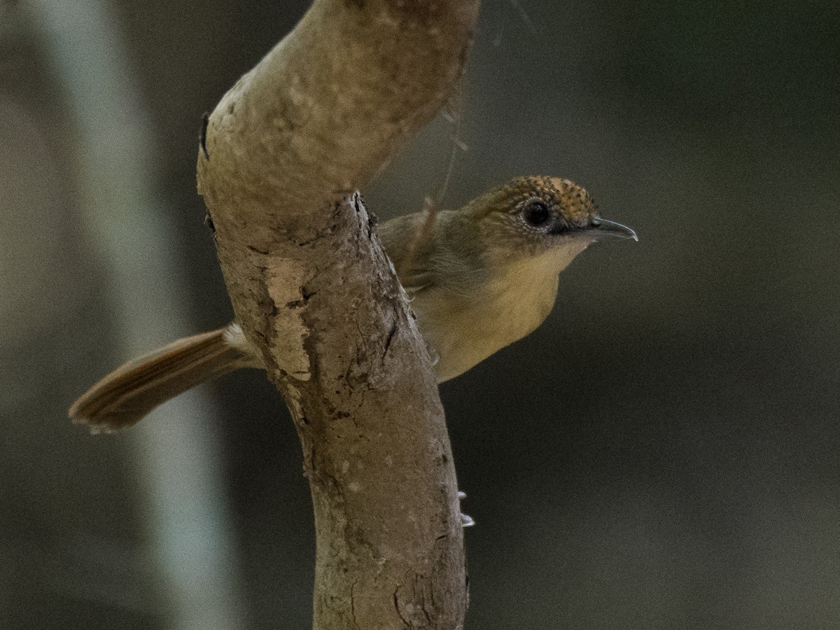 Scaly-crowned Babbler - Volkov Sergey